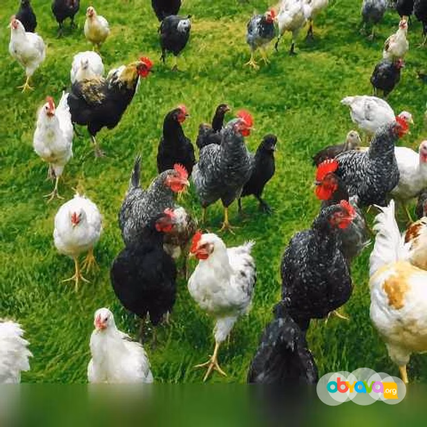 Продам: петушки. Индюки. Утки в Пскове