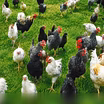 Продам: петушки. Индюки. Утки в Пскове