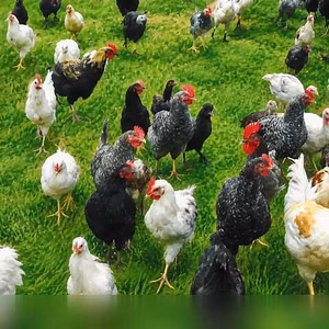 Продам: петушки. Индюки. Утки в Пскове