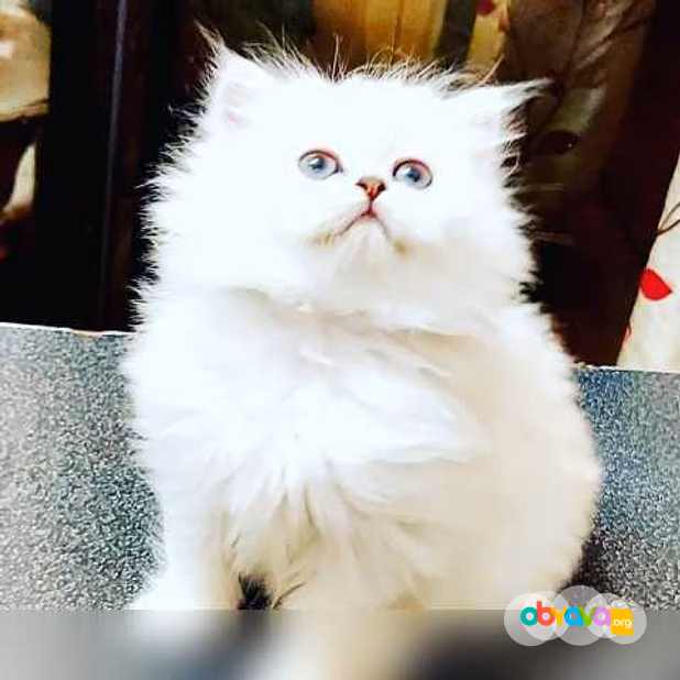 Продам: персидские котята (Вотсапп 79861722996)