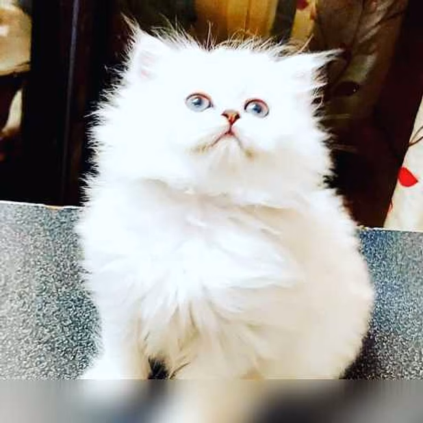 Продам: персидские котята (Вотсапп 79861722996)