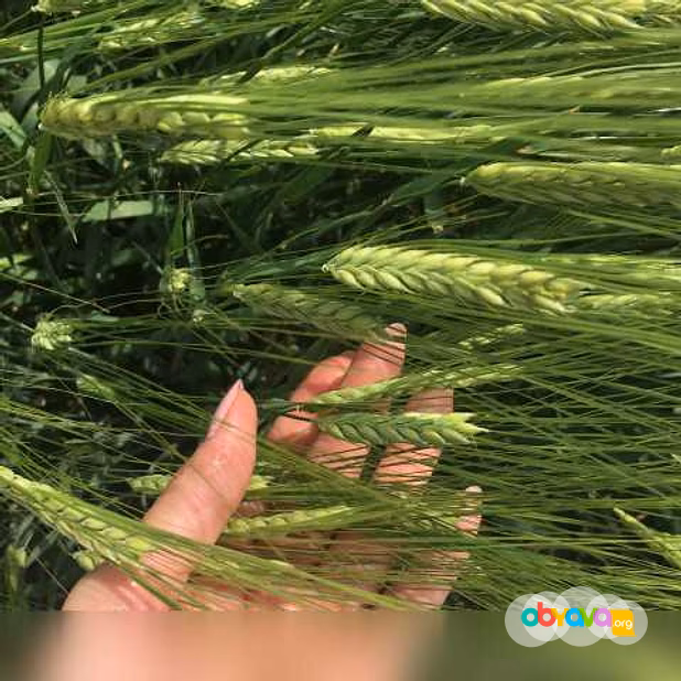 Продам: семена ярового ячменя сорт Ратник РС1 в Батайске