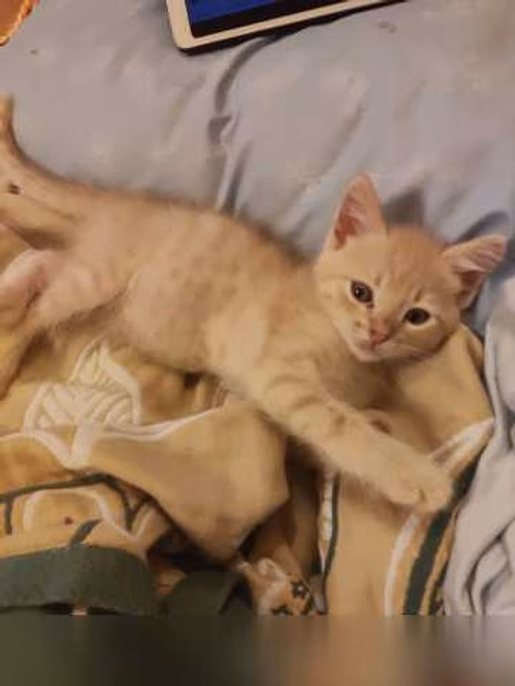 Отдам даром: котенок в Санкт-Петербурге