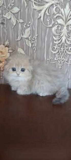 Продам: золотая шиншилла (Хайленд фолд)