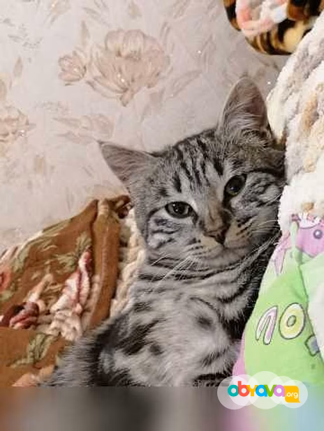 Предложение: отдам котика бесплатно в Находке