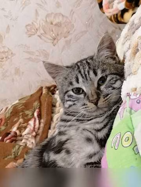 Предложение: отдам котика бесплатно в Находке