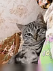 Предложение: отдам котика бесплатно в Находке