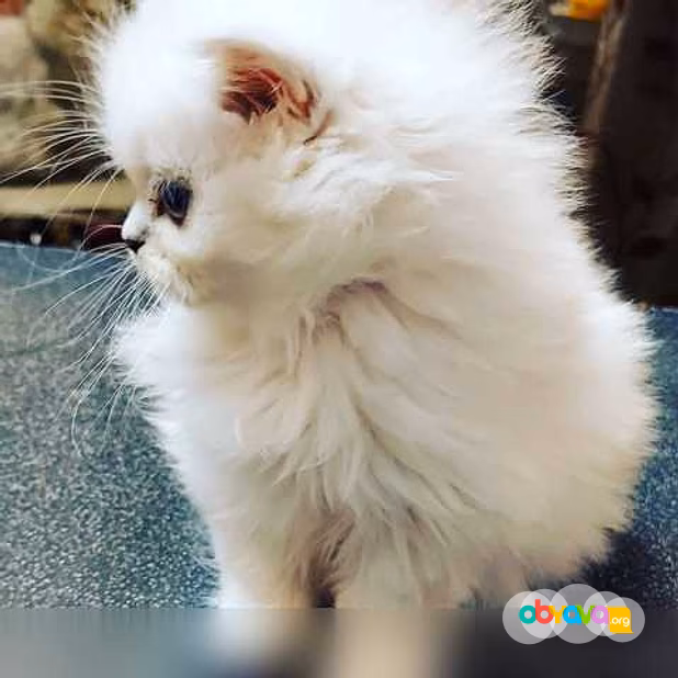 Продам: персидские котята (Вотсапп 79861722996)