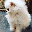Продам: персидские котята (Вотсапп 79861722996)