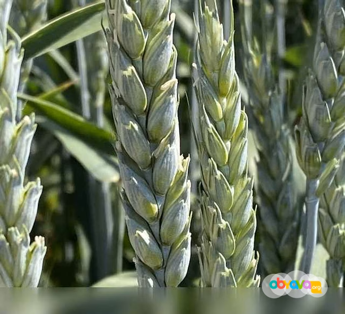 Продам: семена пшеницы озимой купить Алексеич