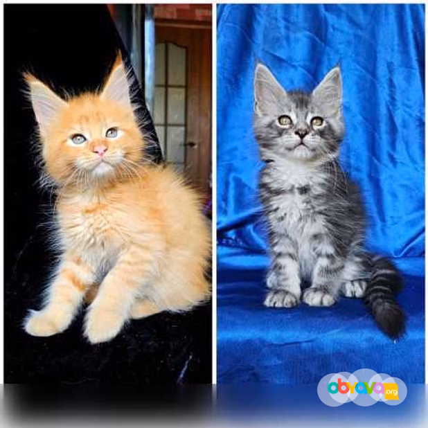 Продам: мейн кун котята (Вотсапп +79861722996)