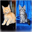 Продам: мейн кун котята (Вотсапп +79861722996)