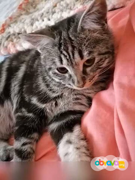 Предложение: отдам котика бесплатно в Находке