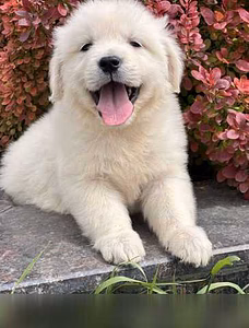 Продам: щенки золотиского ретривера