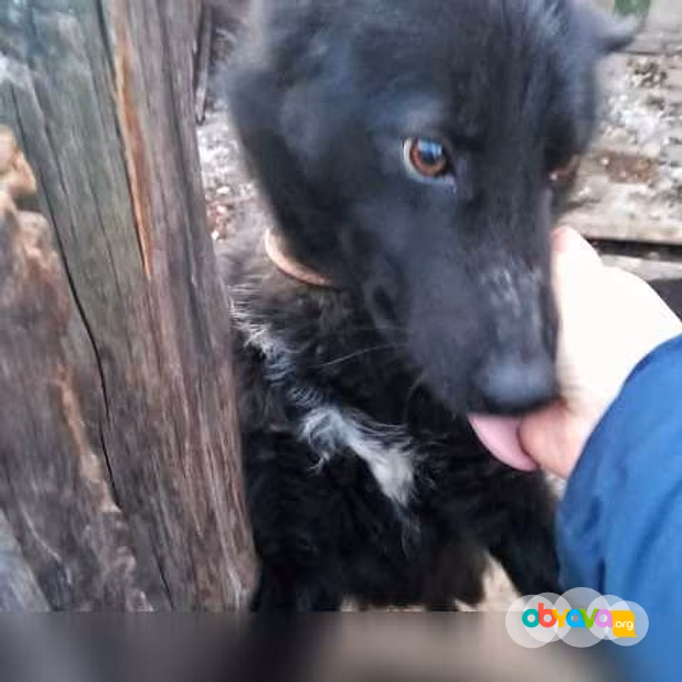 Предложение: мальчик ищет дом в Новосибирске
