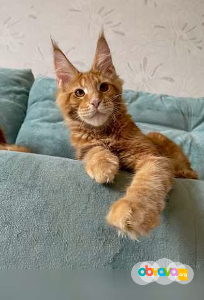 Продам: котята породы мейн-кун в Иркутске
