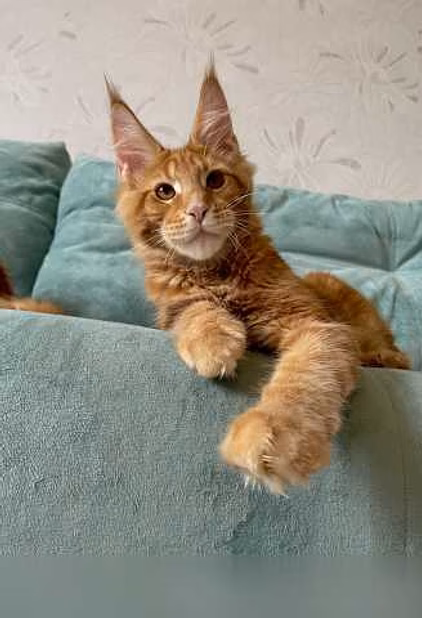 Продам: котята породы мейн-кун в Иркутске