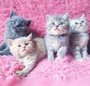 Продам: британцы котята (WhatsApp +79861722996)