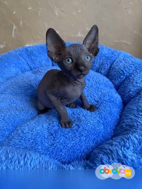 Продам: котята сфинкс (WhatsApp +79861722996)