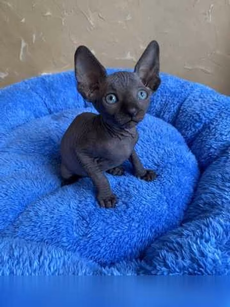 Продам: котята сфинкс (WhatsApp +79861722996)
