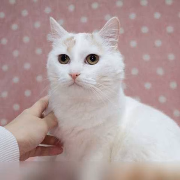 Предложение: мия ищет себе дом в Москве