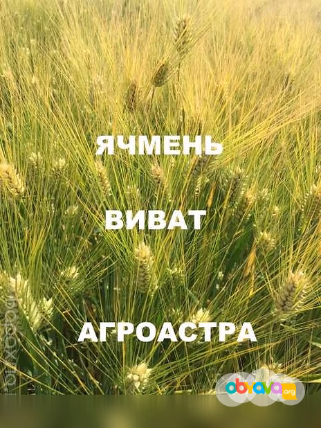 Продам: семена озимого ячменя ЭС в Ростове-на-Дону