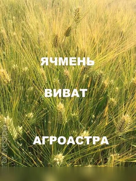 Продам: семена озимого ячменя ЭС в Ростове-на-Дону
