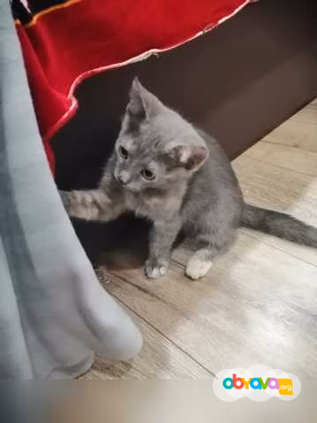 Предложение: отдам в хорошие руки 3 котят в Твери