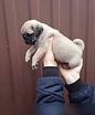 Щеночки Мопса. Мопс. Щенки мопсика