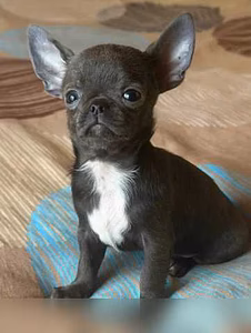 Продам: щенки чихуахуа