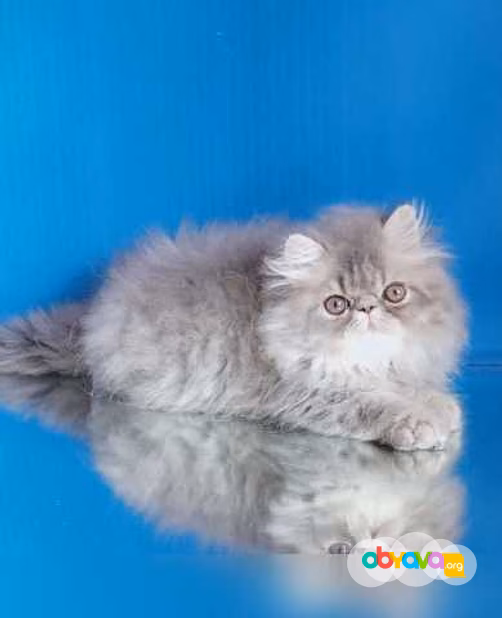 Продам: персидские котята (WhatsApp +79861722996