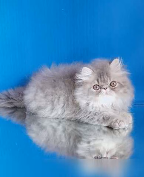 Продам: персидские котята (WhatsApp +79861722996