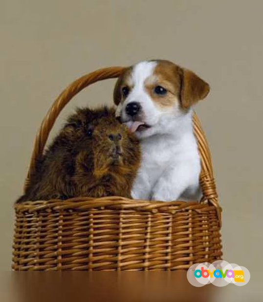 Продам: щенки джек рассел