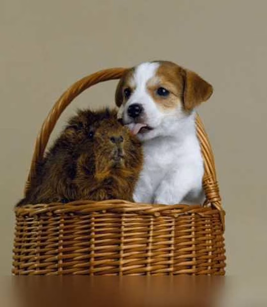 Продам: щенки джек рассел
