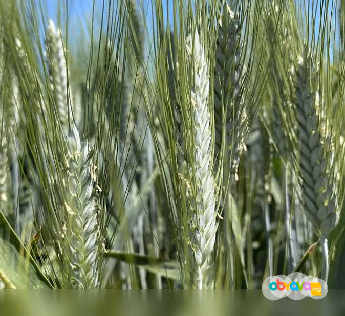 Продам: семена пшеницы озимой твердой купить в Ростове-на-Дону