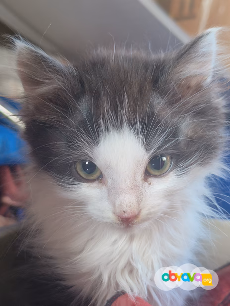 Отдам котят даром 