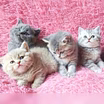 Продам: британцы котята (WhatsApp +79861722996)