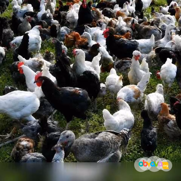 Продам: куры несушки. Петушки, Утки, Индюки в Пскове