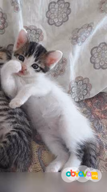 Предложение: отдам котёнка в Туапсе