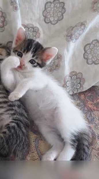 Предложение: отдам котёнка в Туапсе