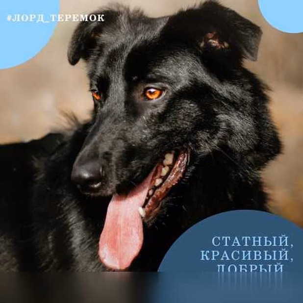 Отдам даром: чёрные бриллианты в поисках счастья в Гатчине