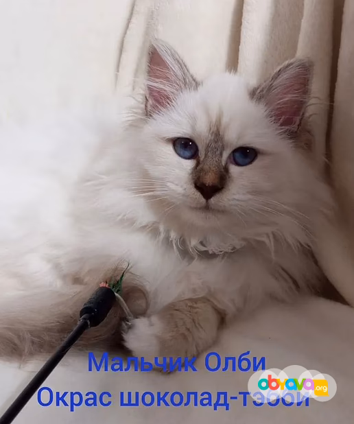 Священная бирма-котята