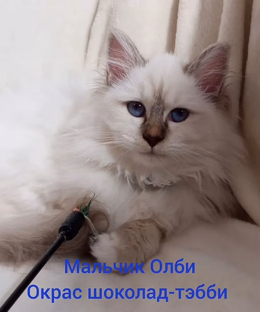 Священная бирма-котята