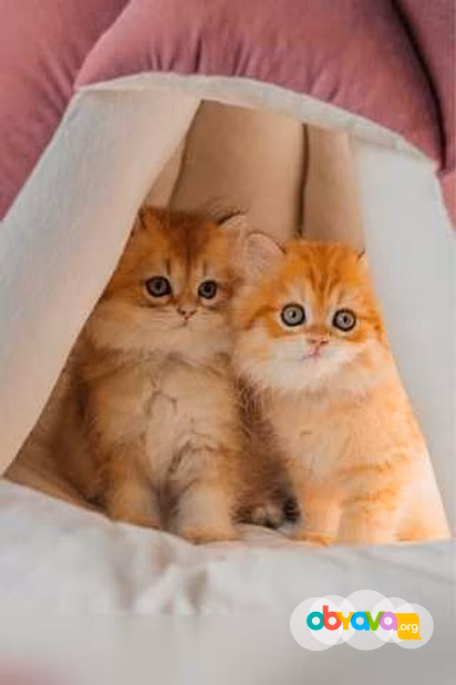 Продам: британские котята (Вотсапп 79861722996)