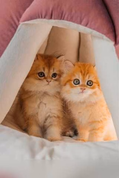 Продам: британские котята (Вотсапп 79861722996)