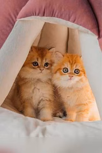 Продам: британские котята (Вотсапп 79861722996)