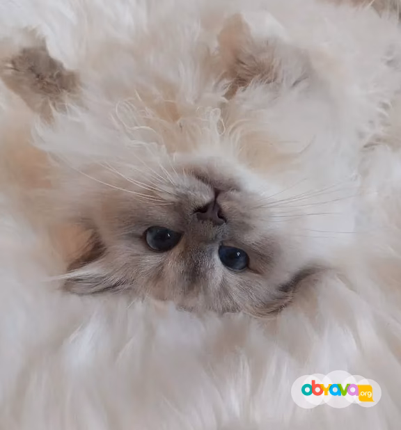 Священная бирма-котята