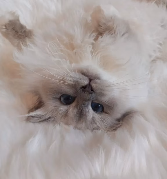 Священная бирма-котята