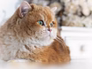 Кошечка британская для разведения 