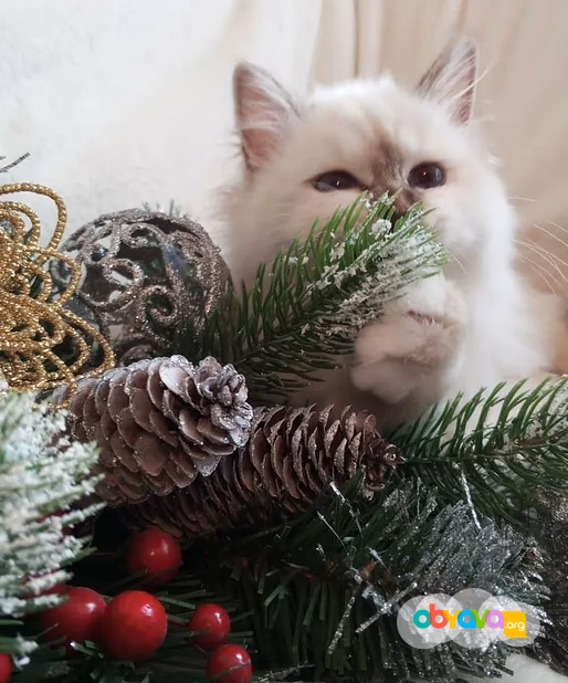 Священная бирма-котята